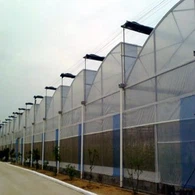 رأى سقف فيلم الدفيئة